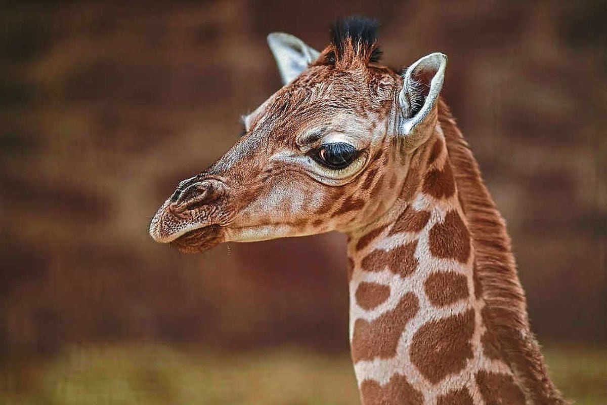 Chester Zoo celebrating two new arrivals | Shropshire Star