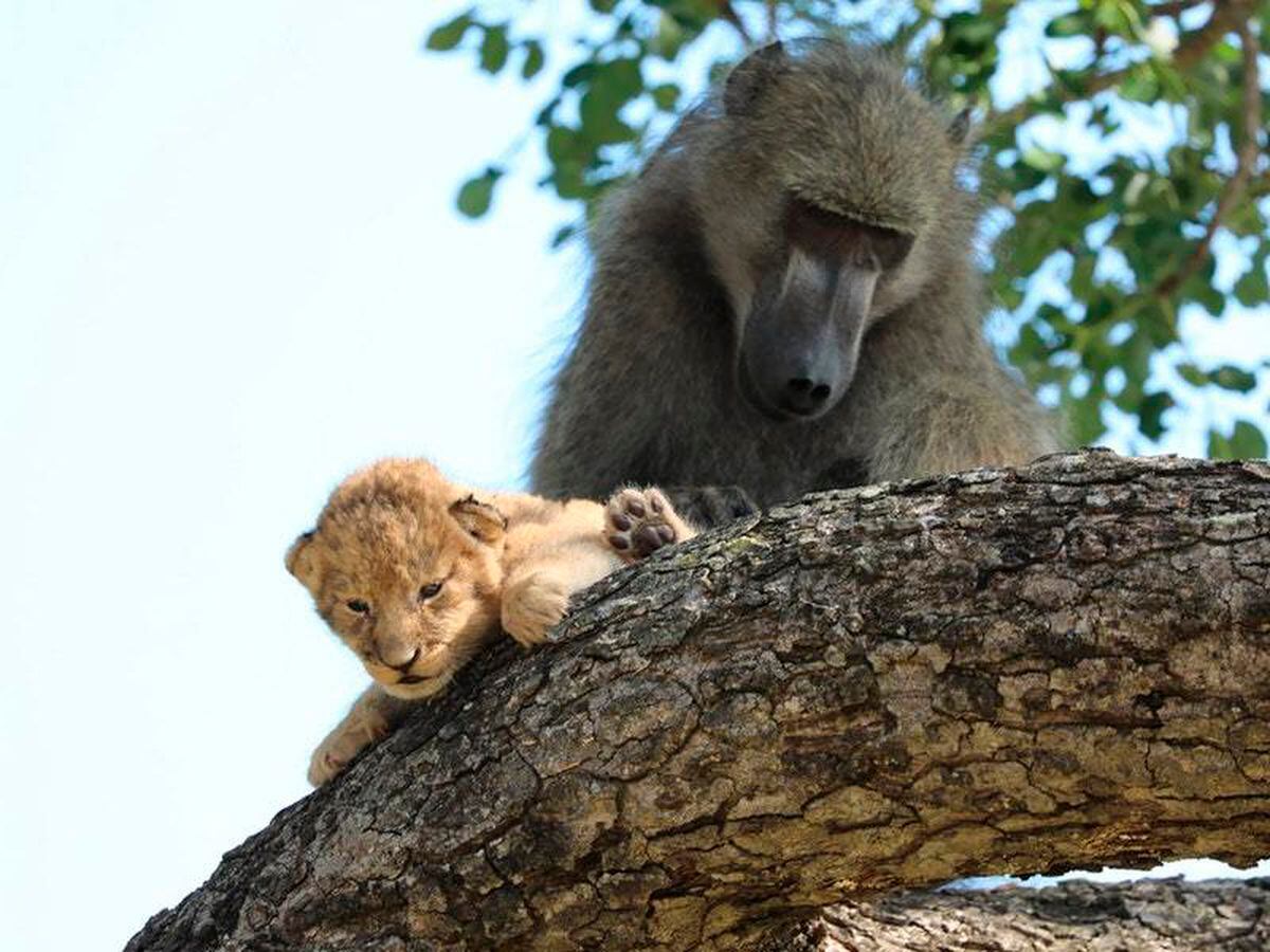 Baboon grooms lion cub in South Africa's Kruger National Park | Shropshire  Star