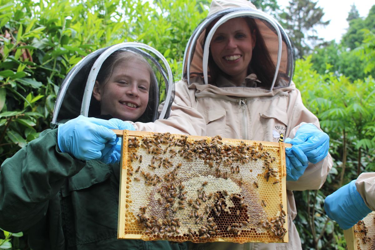 Bee Friendly: Why Shropshire border castle is buzzing | Shropshire Star