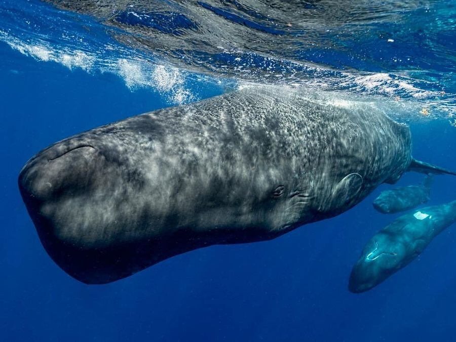 Sperm whales ‘modulate clicks in similar way to human speech ...