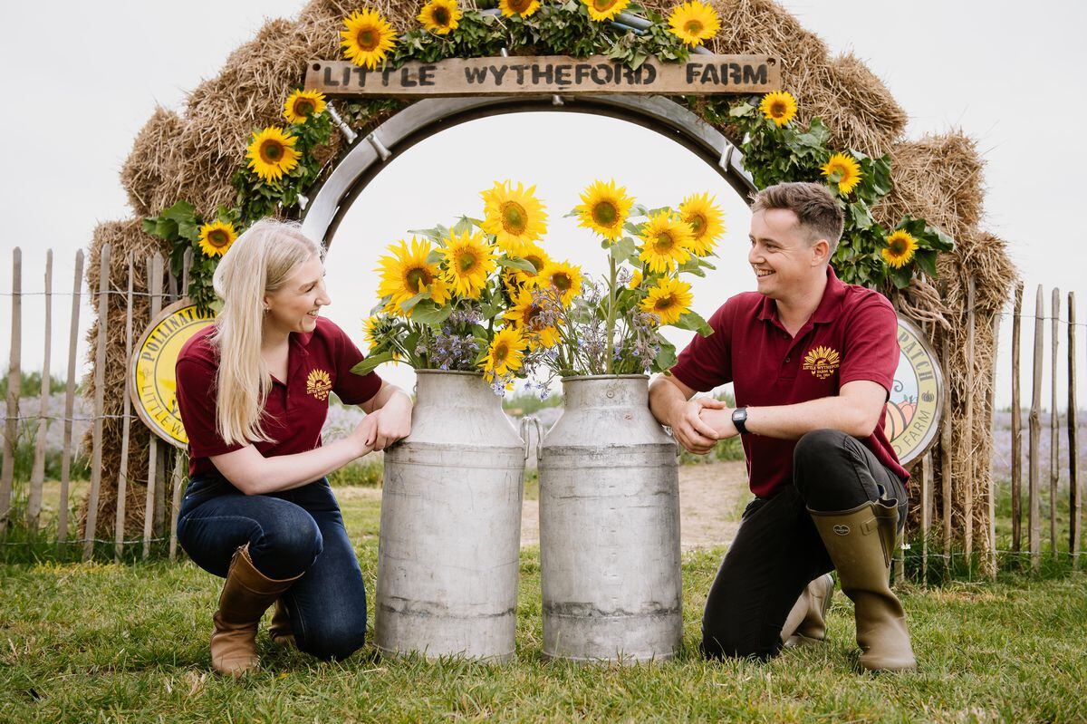 Three Million Sunflowers As Shropshire Farm Launches Pick Your Own Season Shropshire Star
