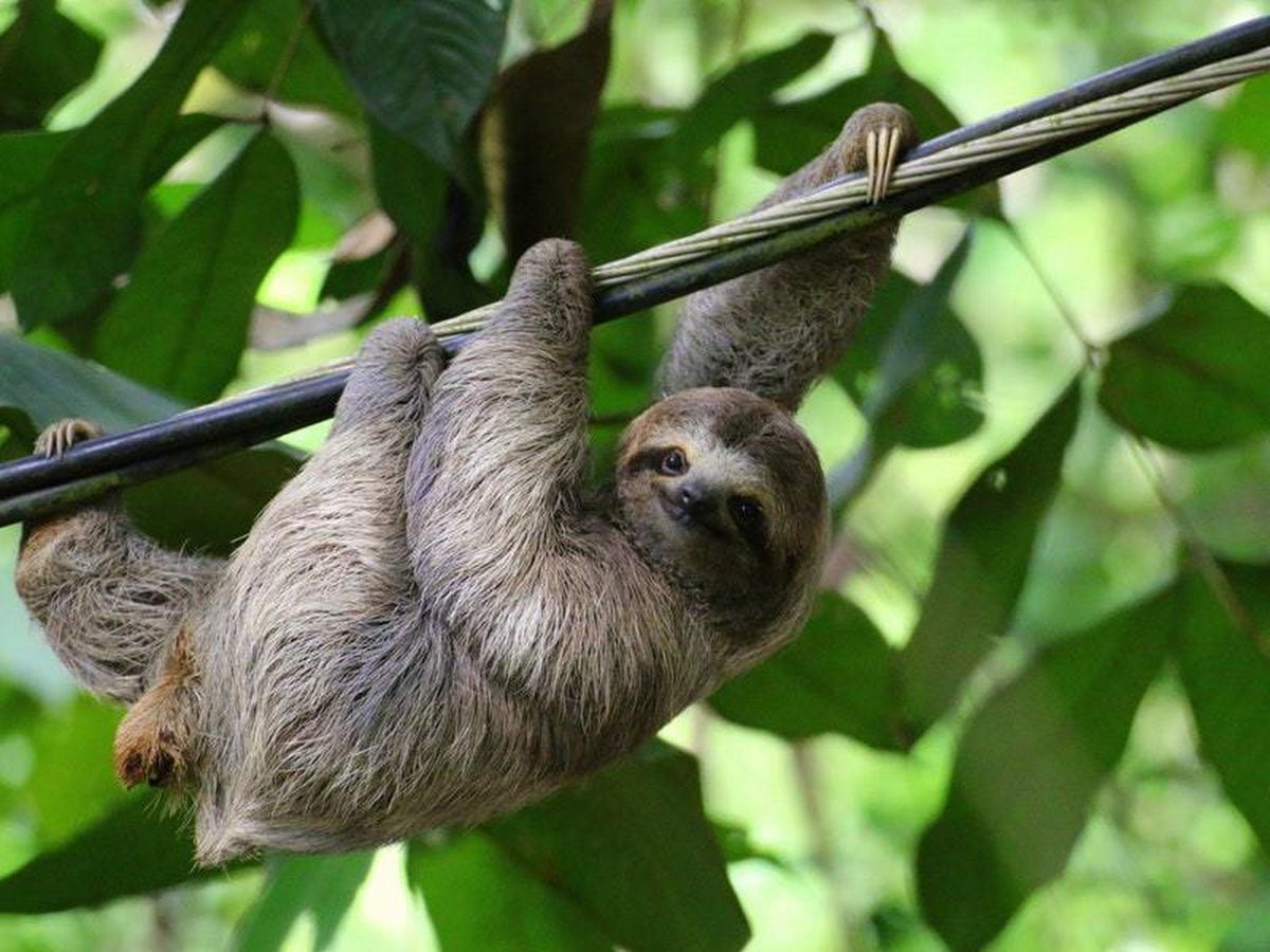 warmies sloths