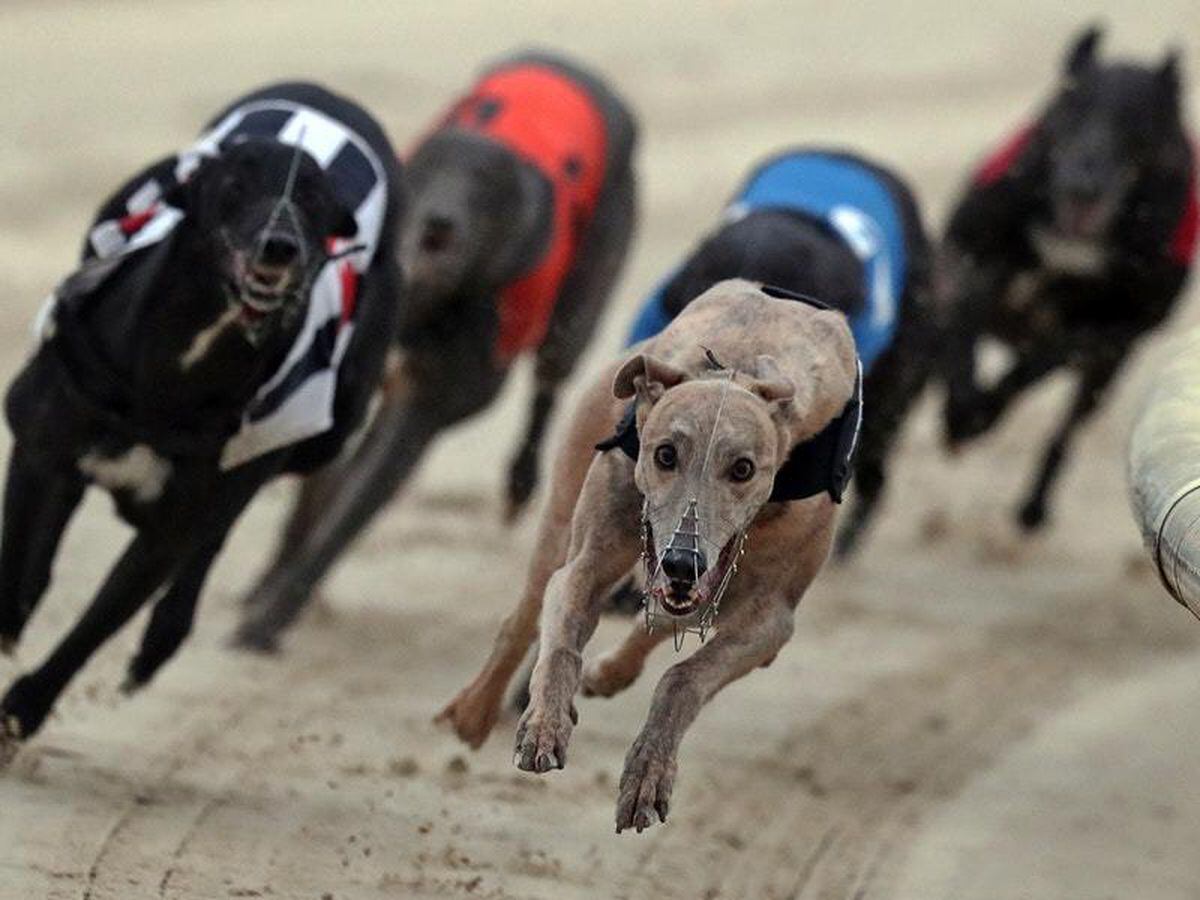 Co Antrim greyhound stadium closed with immediate effect