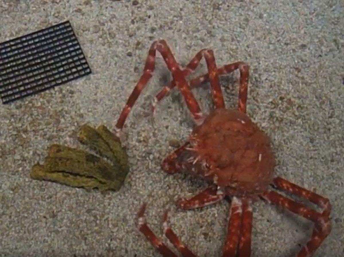 Watch Creepy Footage Of A Japanese Spider Crab As It Moults Out Of Its Shell Shropshire Star
