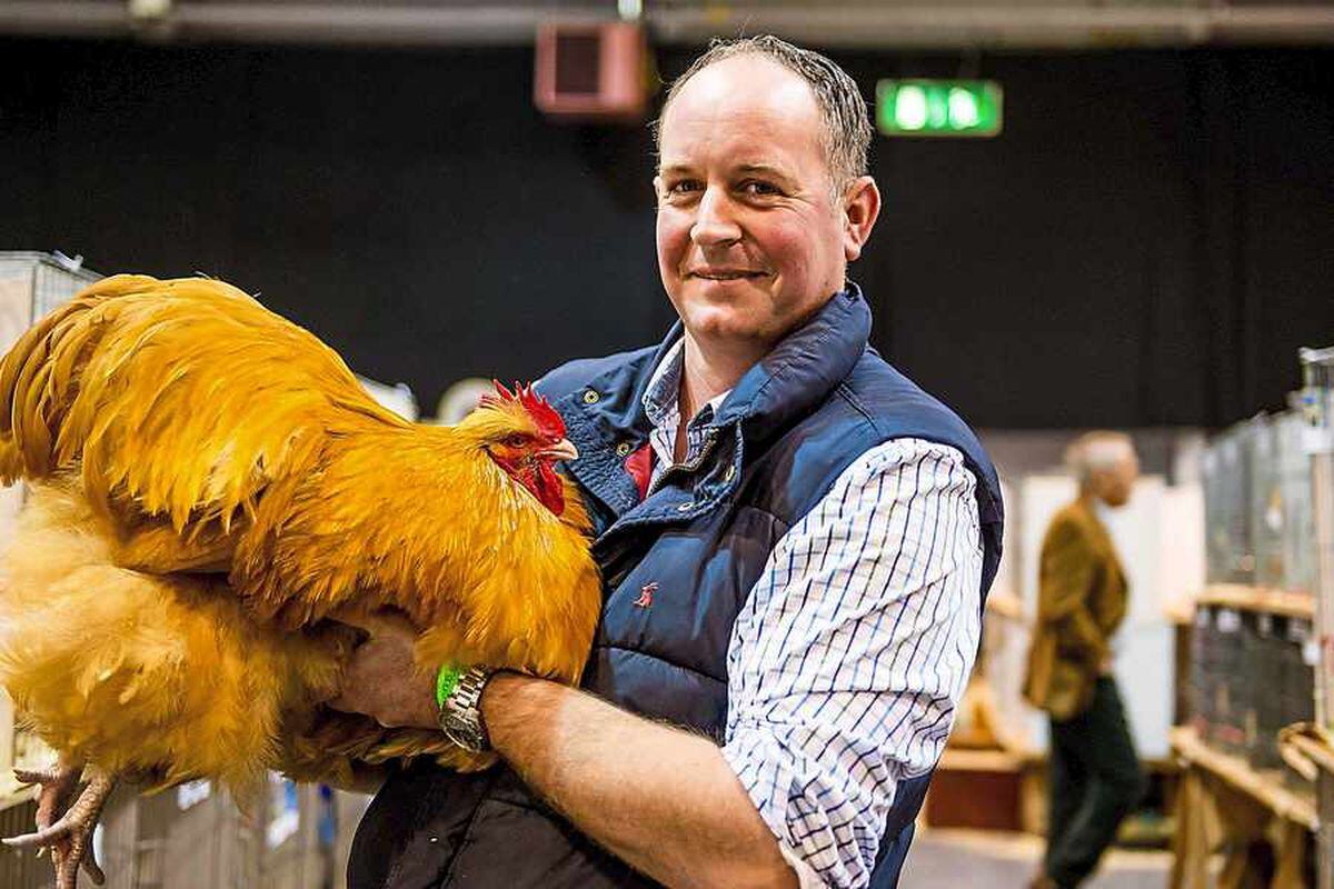 Thousands Attend National Poultry Show In Telford - With Pictures And 