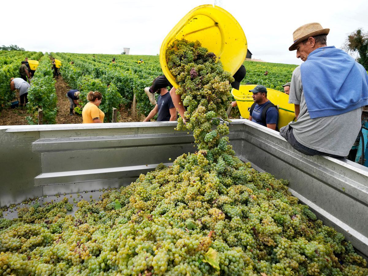 Workers collect Sauvignon Blanc grapes at the Grand Cru Classe de Graves at the Château de Carbonie in Pessac-Cléonin, south of Bordeaux, southwestern France