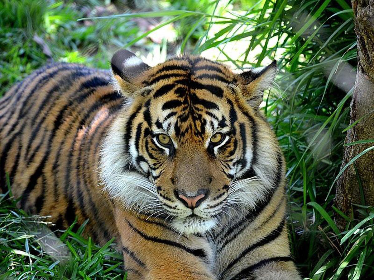 Watch this Sumatran tiger drag a beer keg around as though it weighs ...