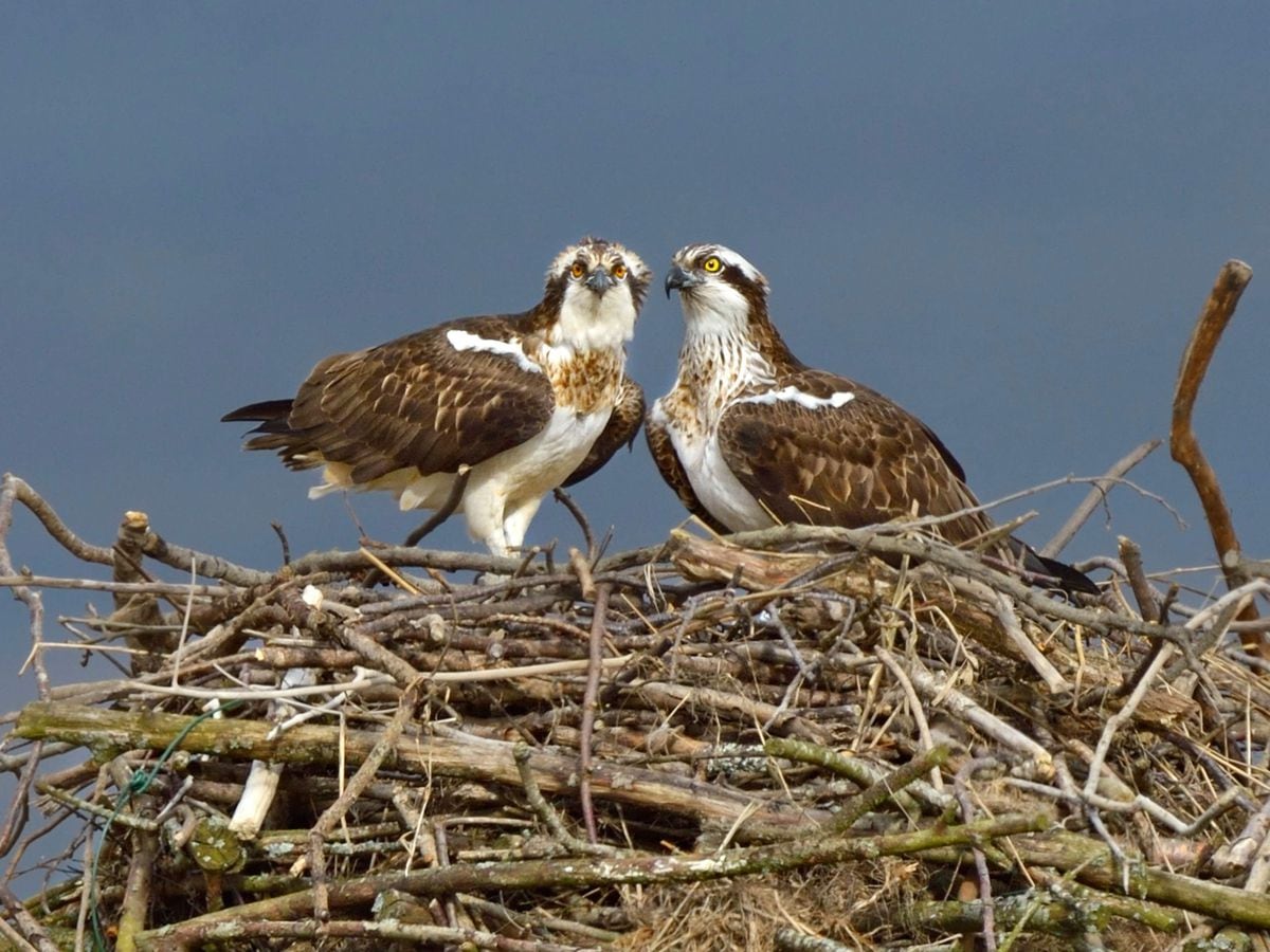 Breeding programme celebrates 200th chick since returning ospreys to