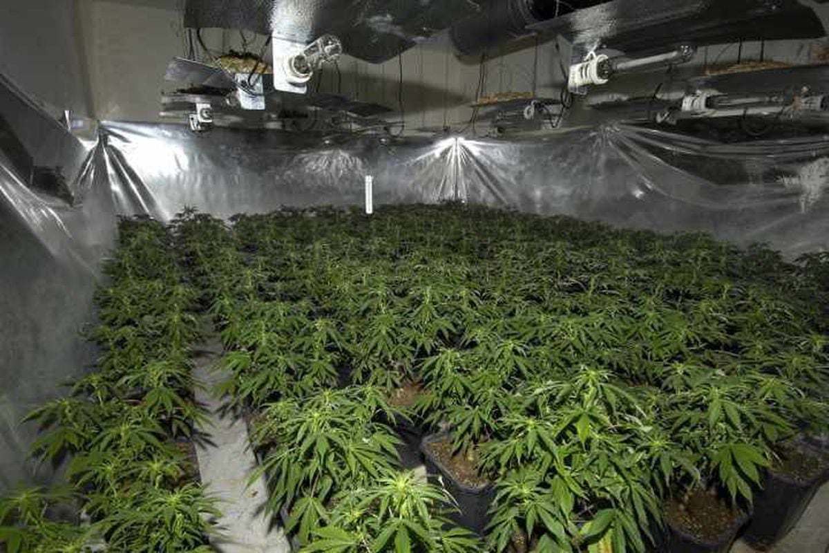 Drug plants seized in raid | Shropshire Star