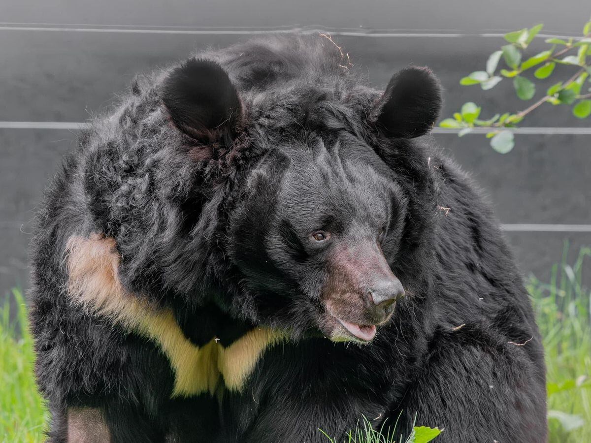 ‘Beloved’ bear rescued from war in Ukraine dies in Scottish zoo