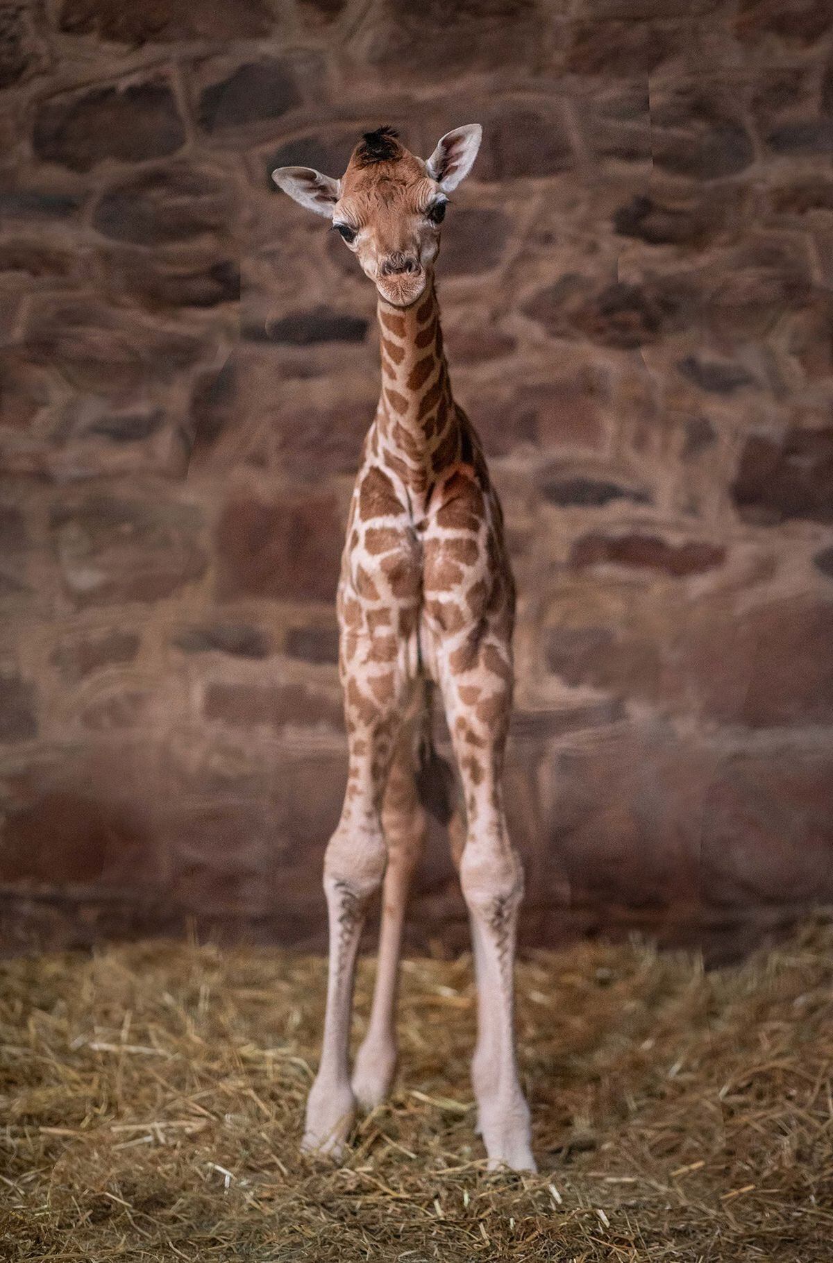 Not Just A Tall Tale: Chester Zoo Celebrates Birth Of Rare Giraffe ...