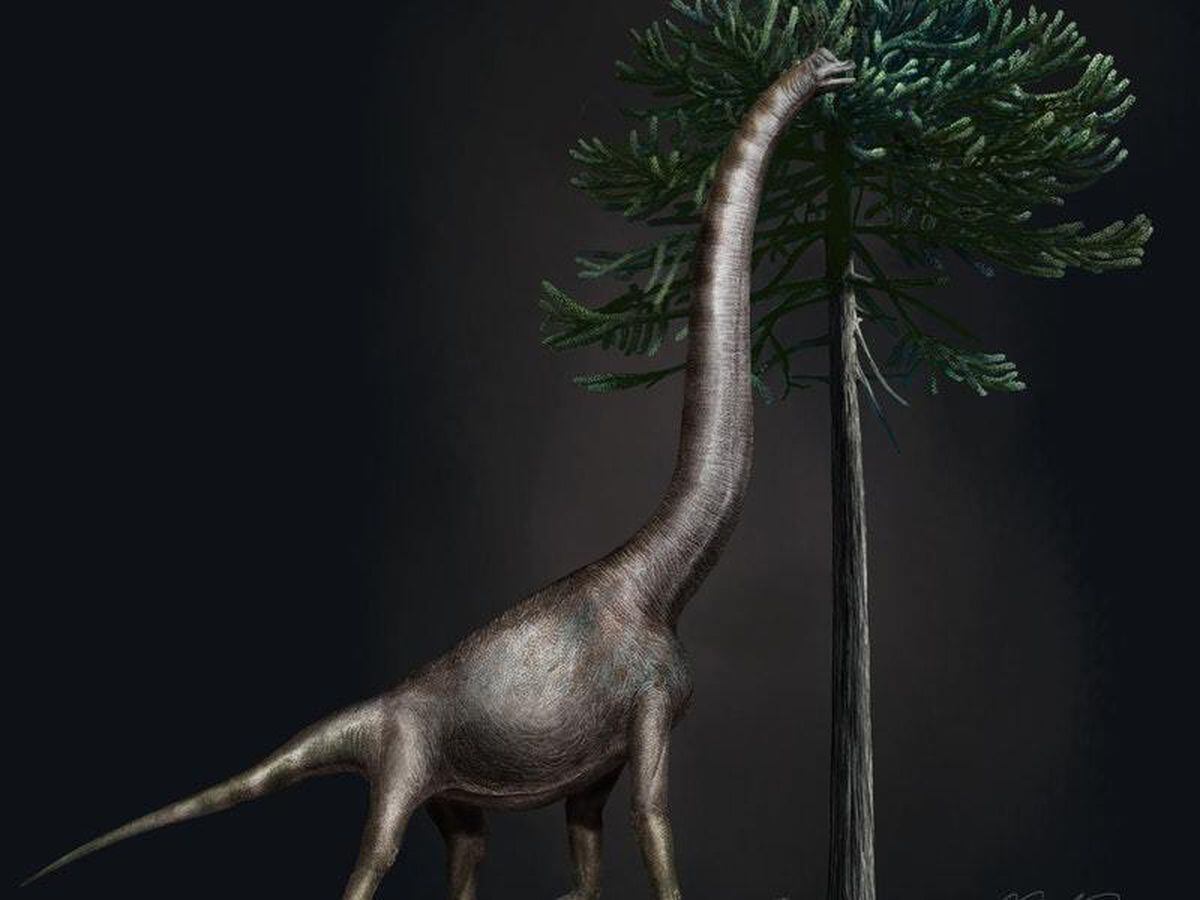 giant sauropod