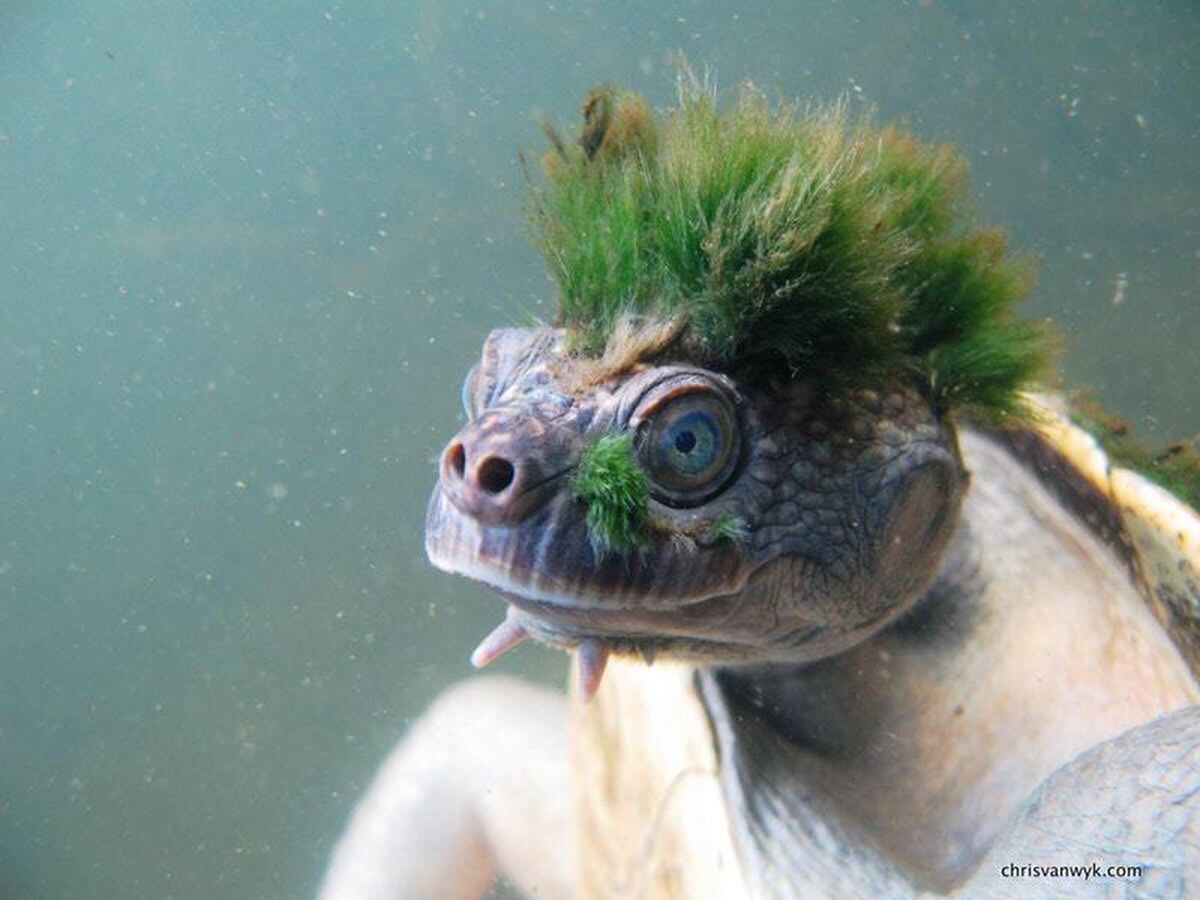 Plight of genital breathing punk turtle highlighted by scientists