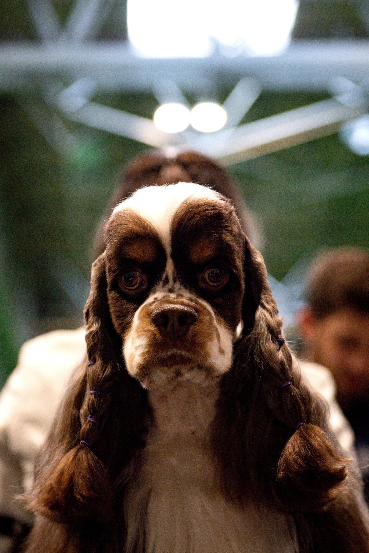 Crufts 2020: Highlights from day two at the Birmingham NEC event - with