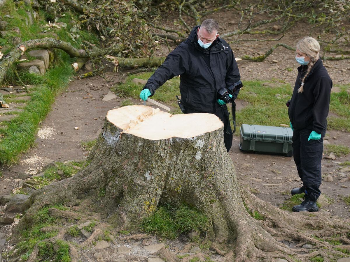 New shoots expected to grow from Sycamore Gap tree but it ‘won’t be ...