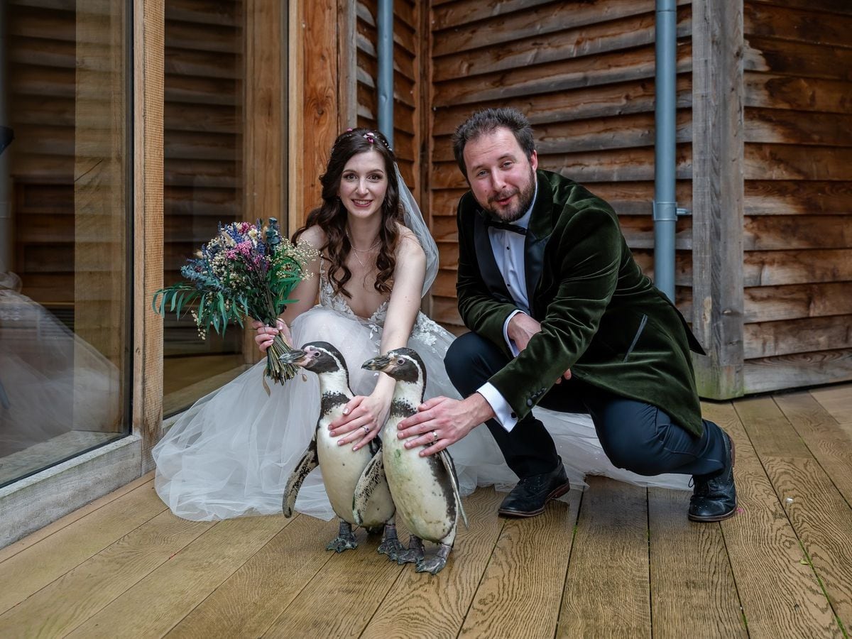 Penguin paid in fish saves the day as wedding ring-bearer for happy couple  at Shropshire venue | Shropshire Star