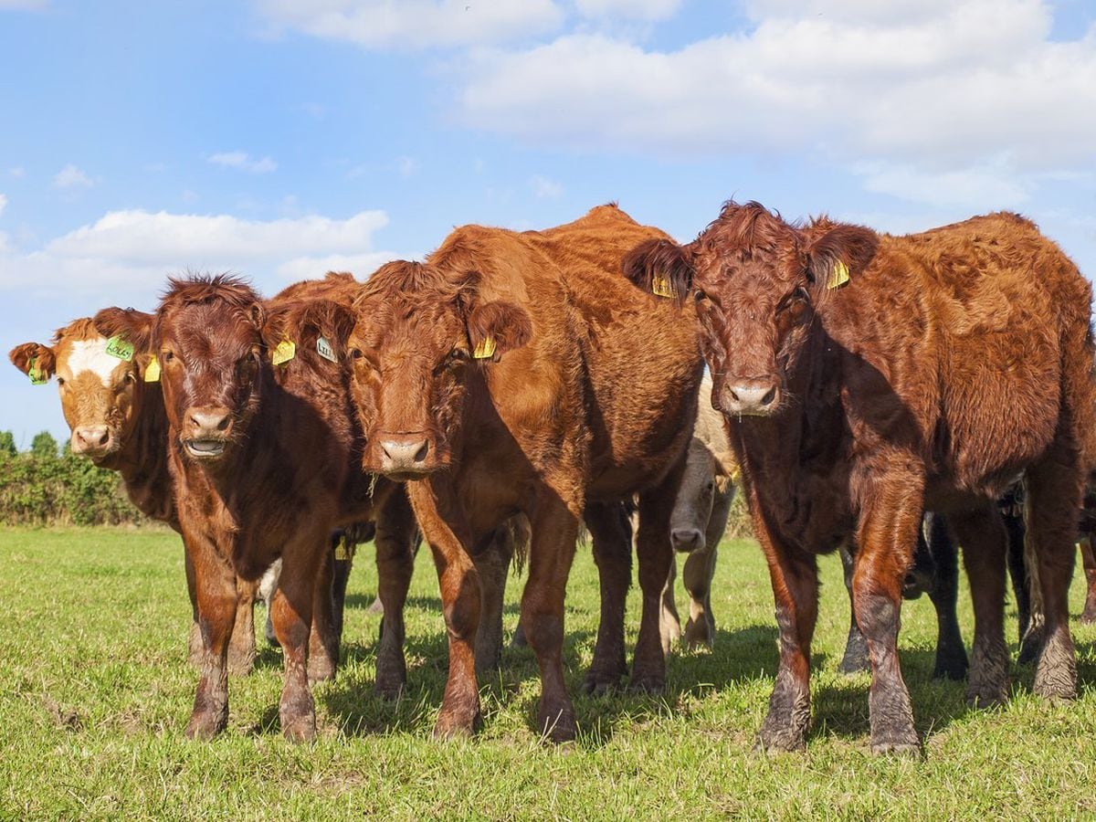 Families urged to show consideration to support Shropshire farmers ...