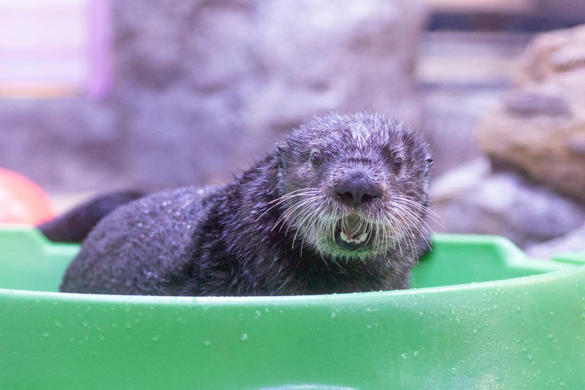 Otterly adorable new arrivals at Birmingham Sea Life Centre