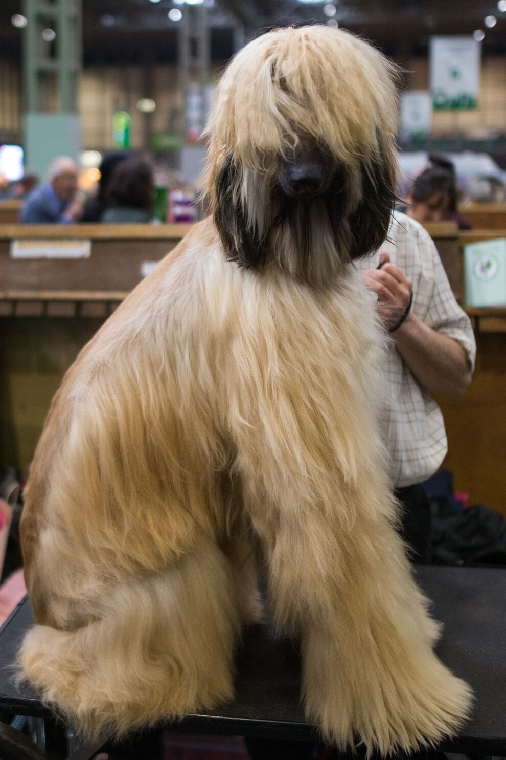 Crufts 2019 Highlights of day three at Birmingham NEC Shropshire Star