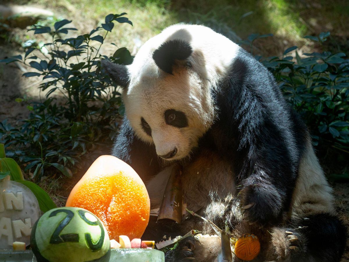 Chinese Giant panda An An celebrates his 29th birthday