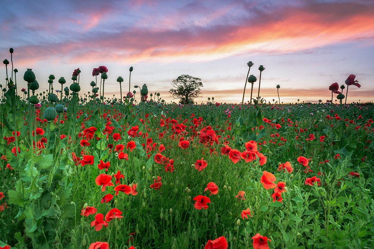 Stunning poppy picture captured near Market Drayton claims third prize ...