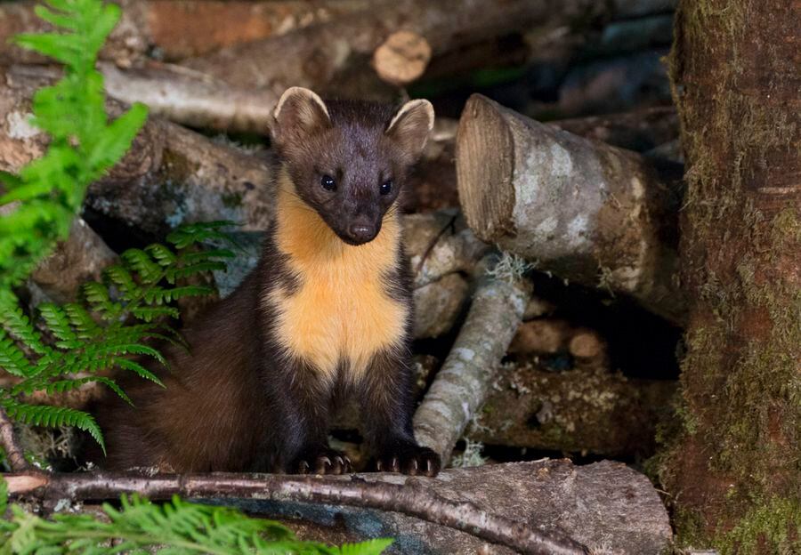 Pine martins given boost for future | Shropshire Star