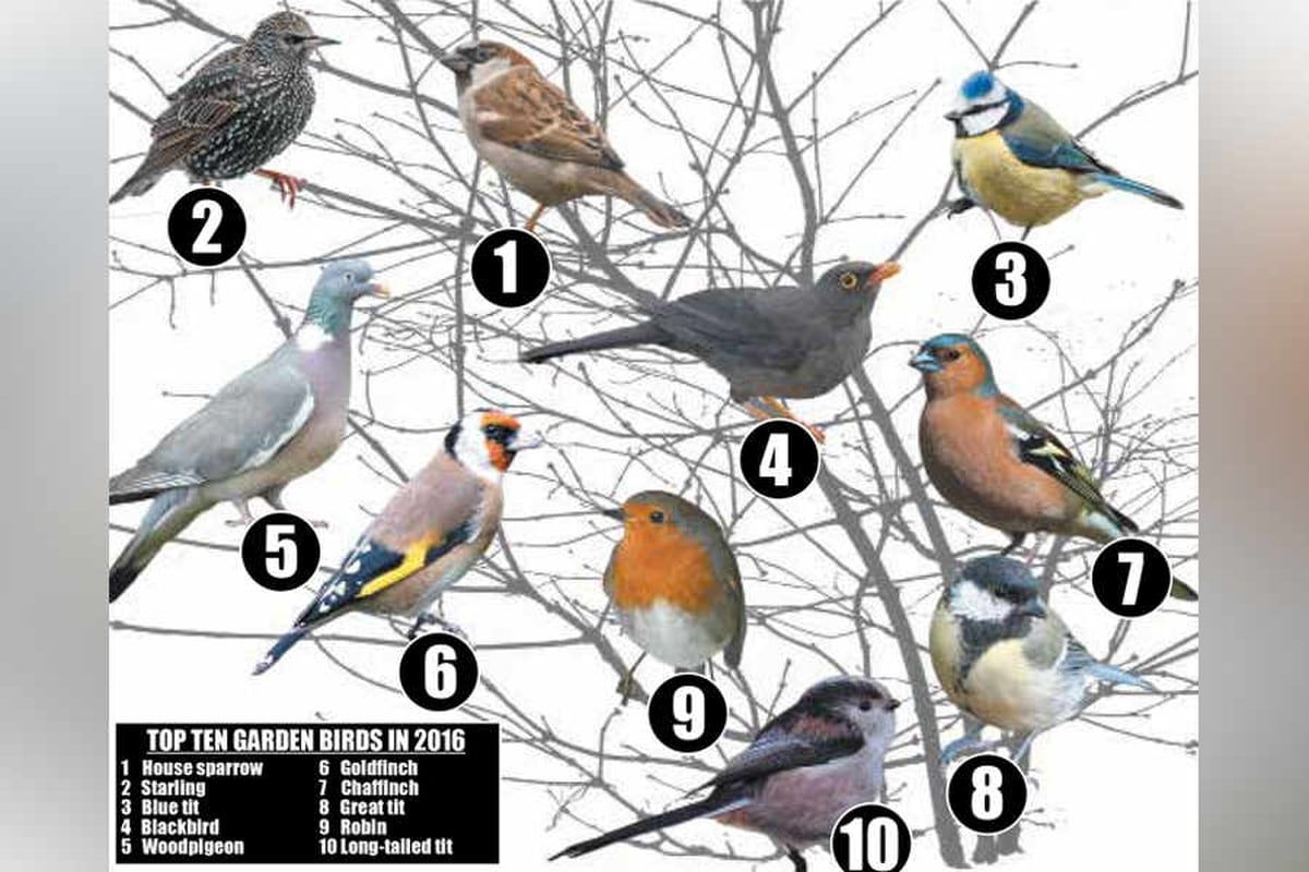 Great British Birdwatch Watch the birdie as big survey returns