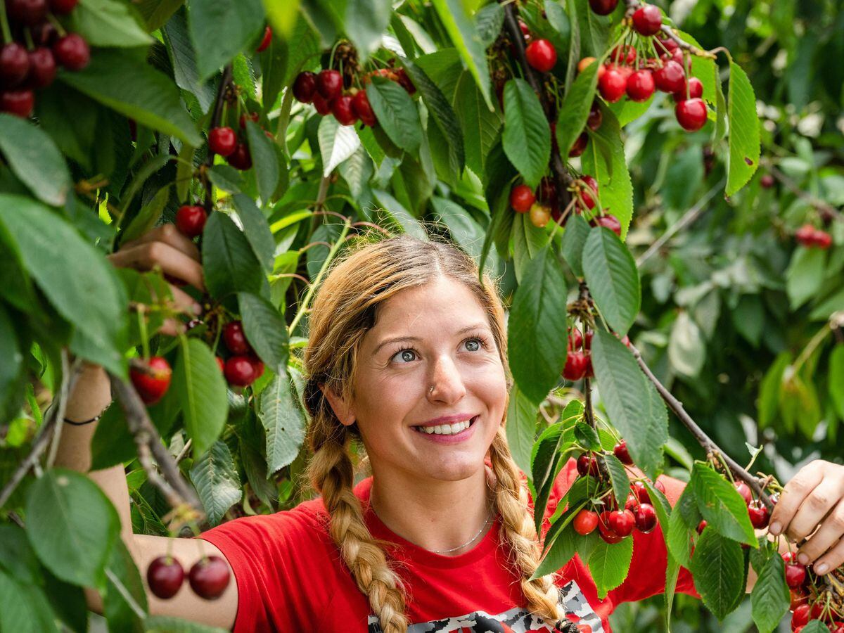 In Video Cherry pickers start to harvest 6,000tonne British crop