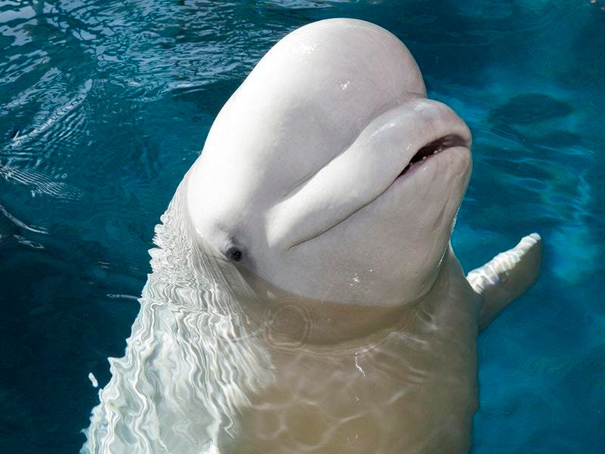 First 'retirement home' for showbiz beluga whales