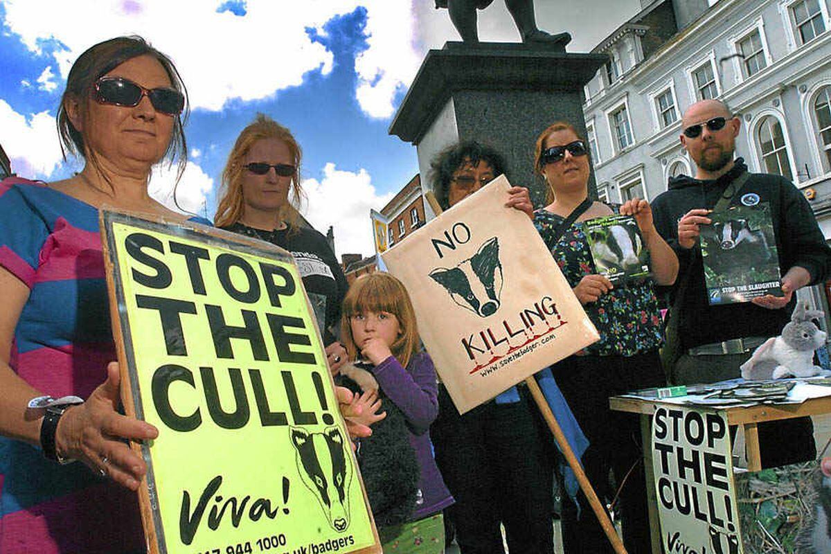 Shropshire Protesters Ask For Change Of Heart Over Badger Cull ...