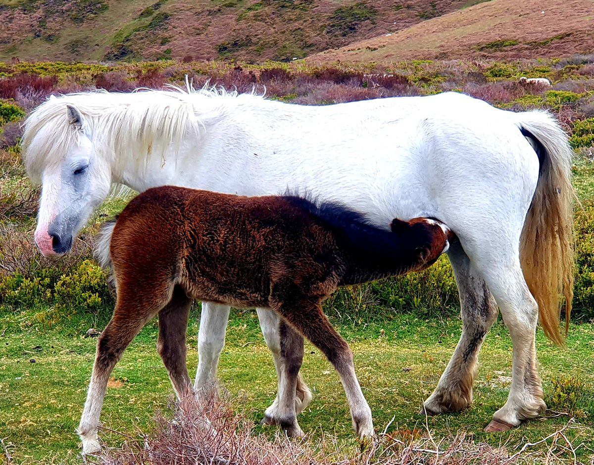 Telford photographer captures stunning images of Long Mynd wild horses ...