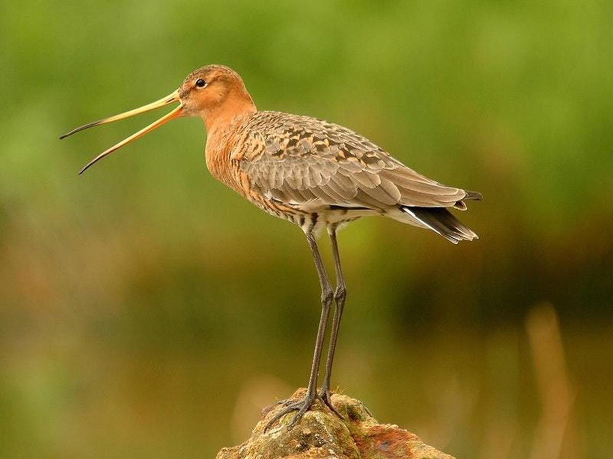 Болотная птица 5 букв. Большой веретенник - Limosa Limosa. Кулик веретенник птица. Кулик птица Болотная. Болотный веретенник.