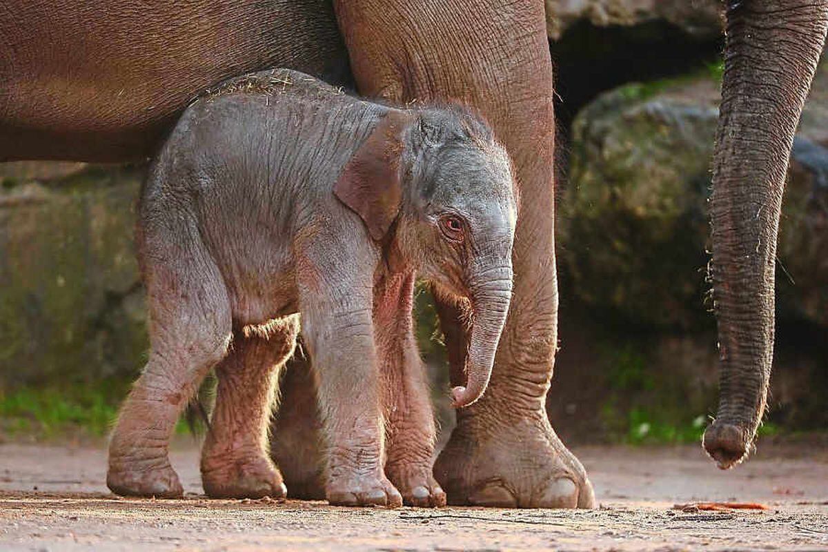 Rare elephant birth caught on CCTV at Chester Zoo | Shropshire Star