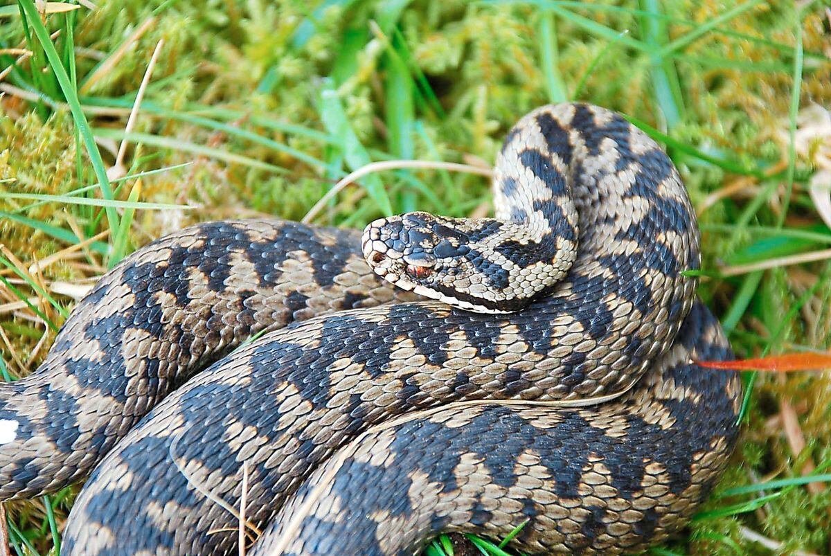 Dog bitten by snake in north Shropshire | Shropshire Star