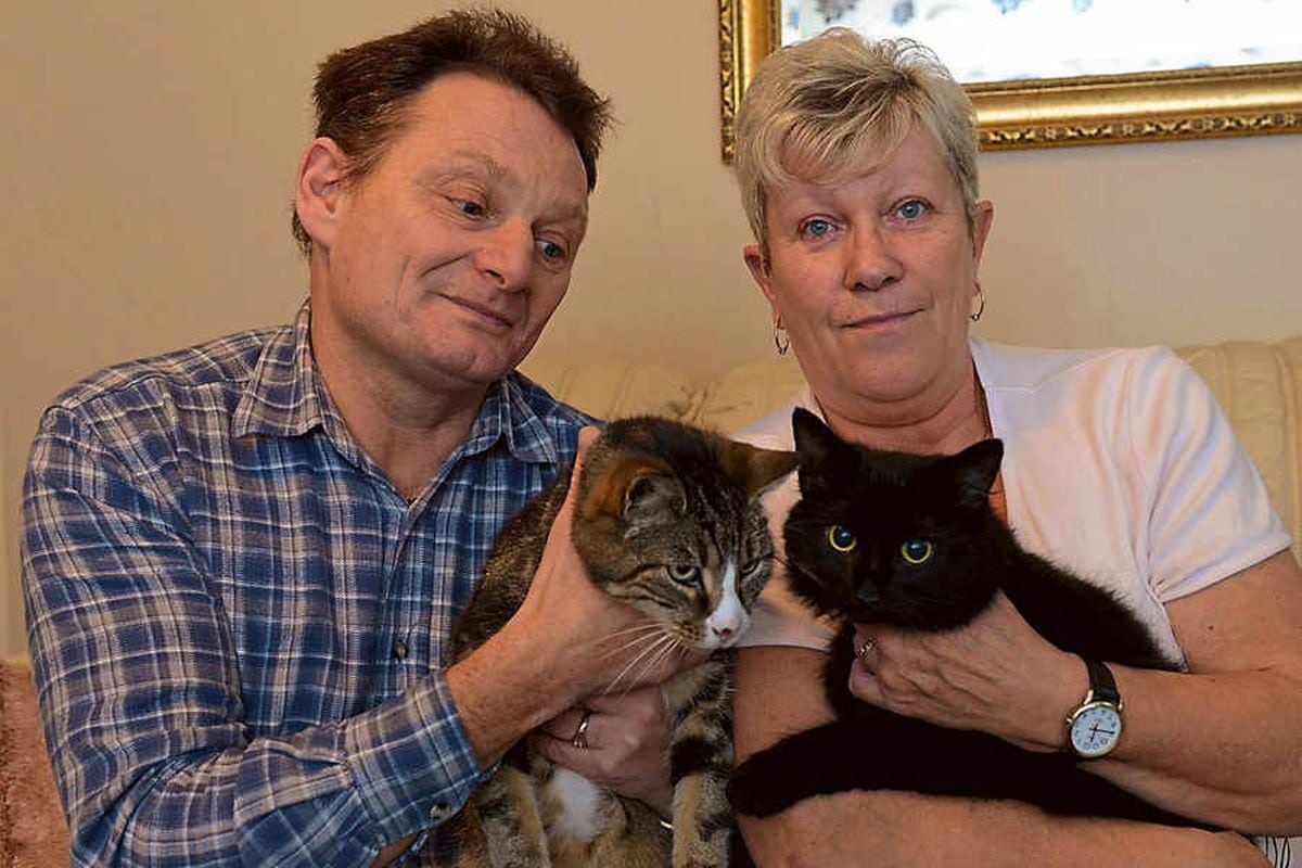 Antifreeze warning after Telford family's pet cats die in ...