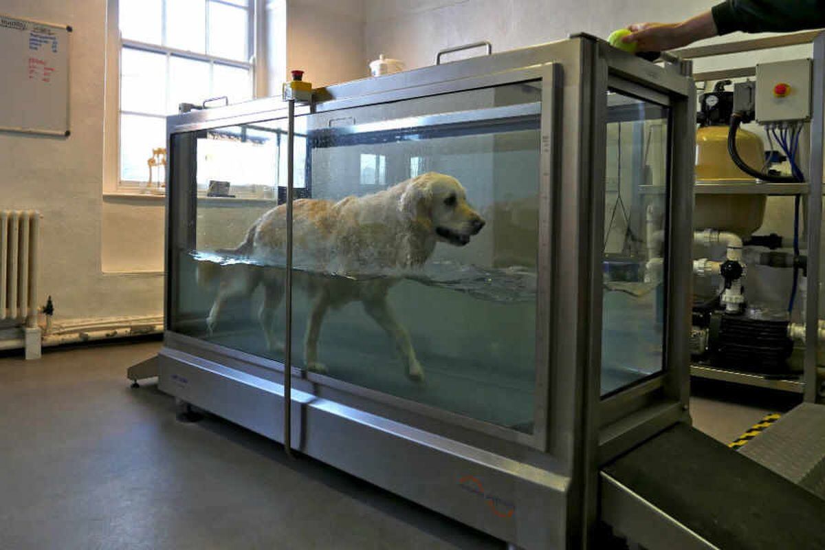 Treadmill Time: Maricopa County Dogs Get Cool Exercise During Hot