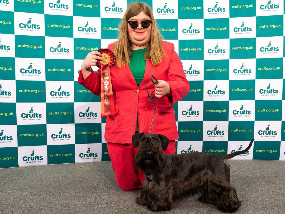 Crufts 2019 2024 miniature schnauzer