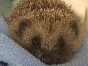 Desperate appeal for donations to help feed hundreds of hedgehogs