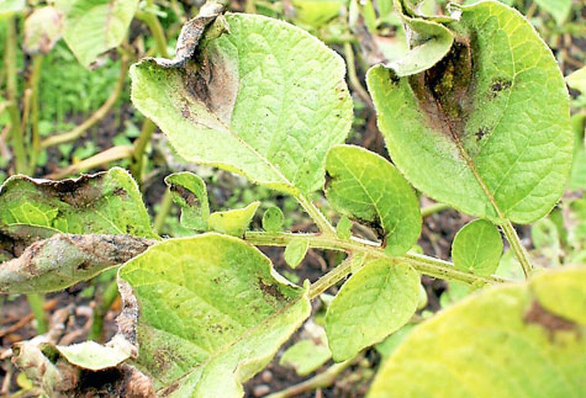 Farming Talk: Monitors urged to help combat potato disease | Shropshire ...