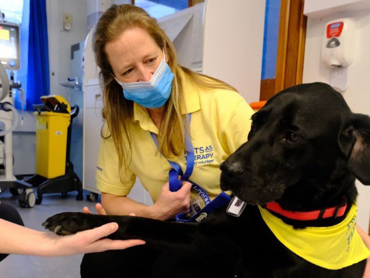 barking-up-the-right-tree-as-therapy-dogs-help-patients-shropshire-star