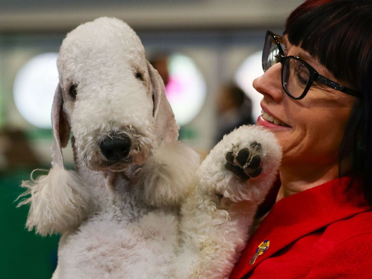 Crufts 2019 Highlights of day three at Birmingham NEC Shropshire Star