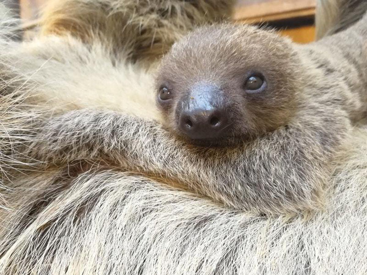 Watch: This Baby Sloth Was Just Born At London Zoo And It’s Too Much ...