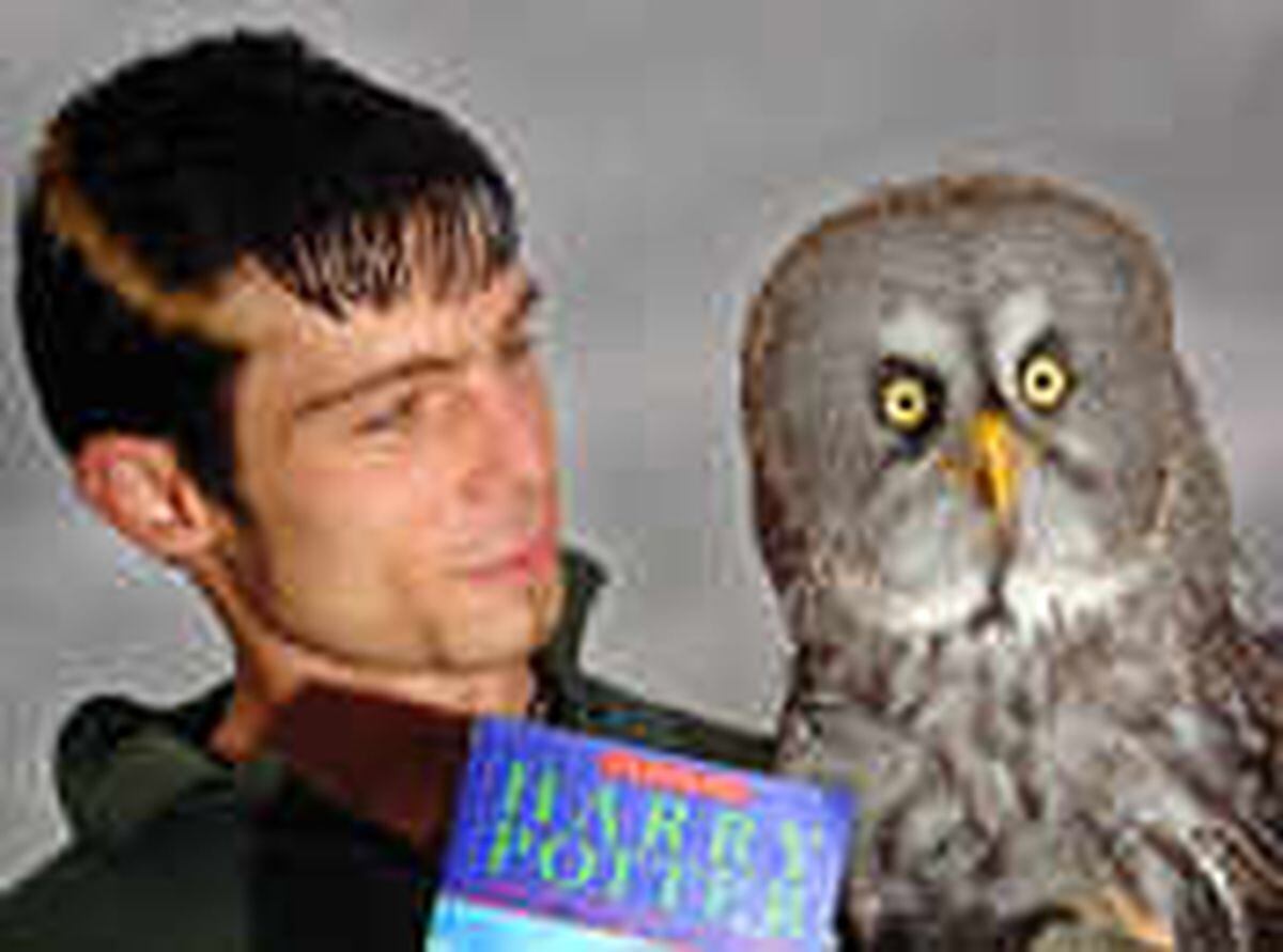 Harry Potter Owl Retires To Farm Shropshire Star