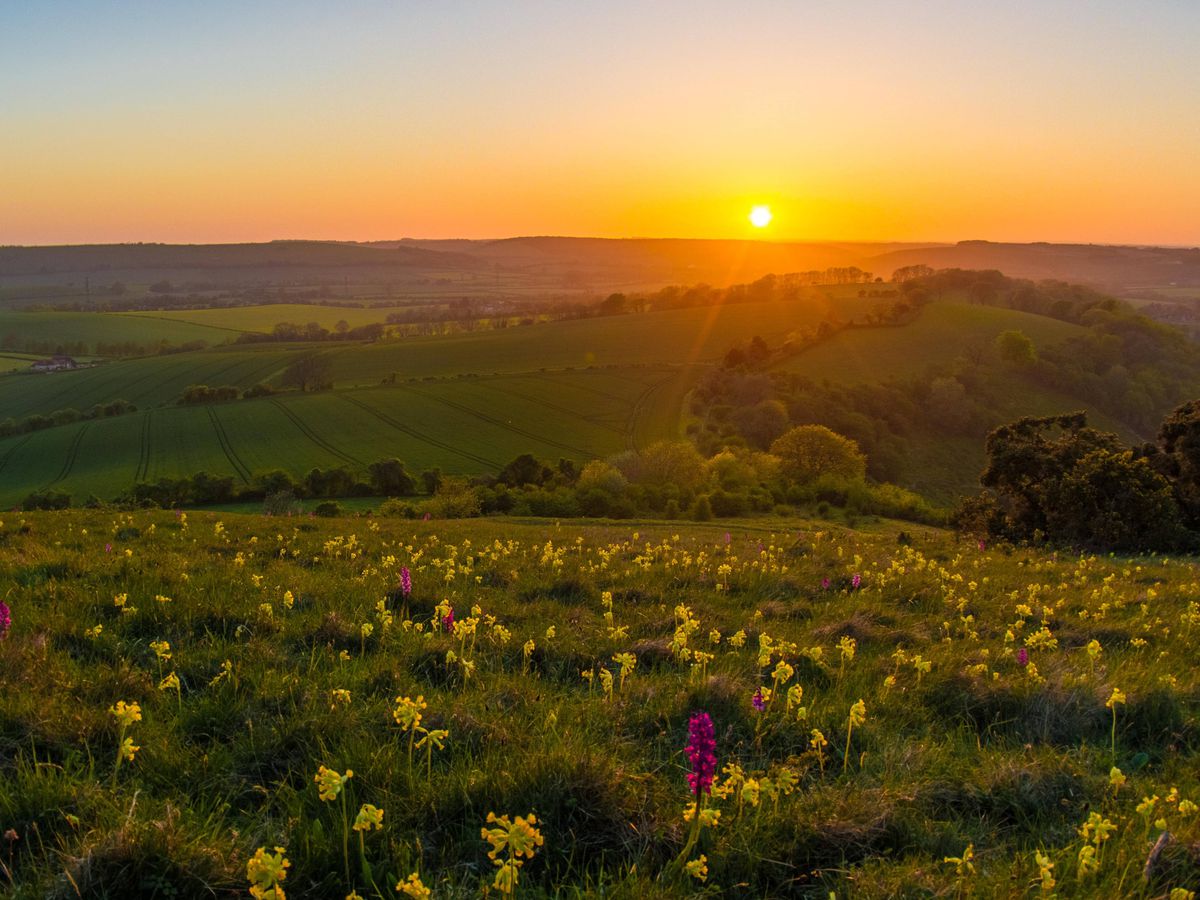 South Downs National Park To Renature Area Six Times The Size Of   4JF3Q6XUXBD3RKCAZ65VE3EYWE 