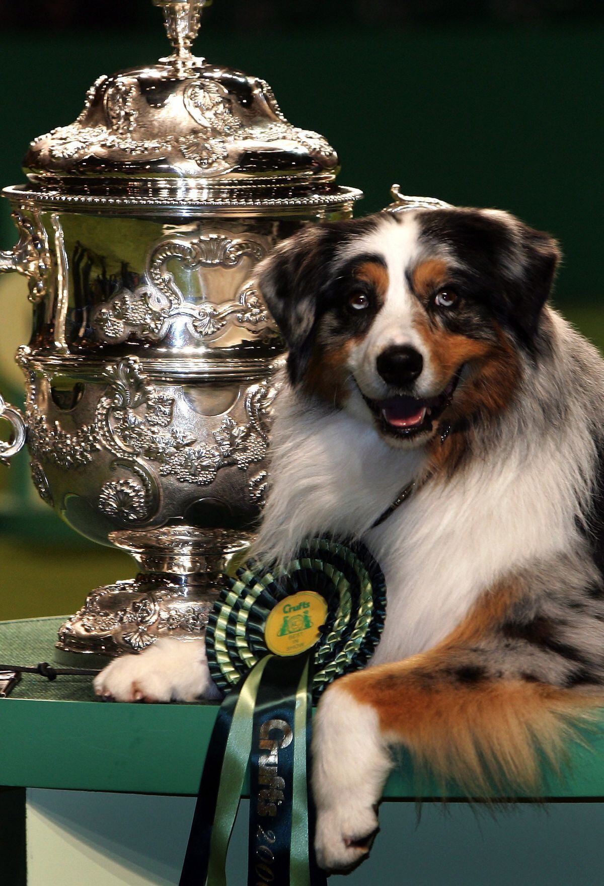 From puppy prizes to most popular breeds: We take a look at the Best in ...