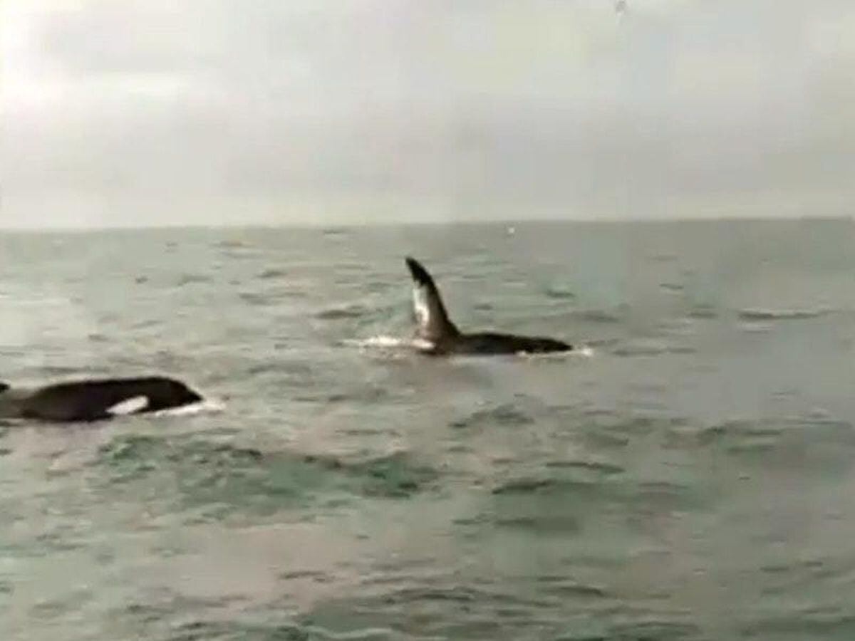 Two orca whales spotted by a fisherman off the coast of Dublin ...