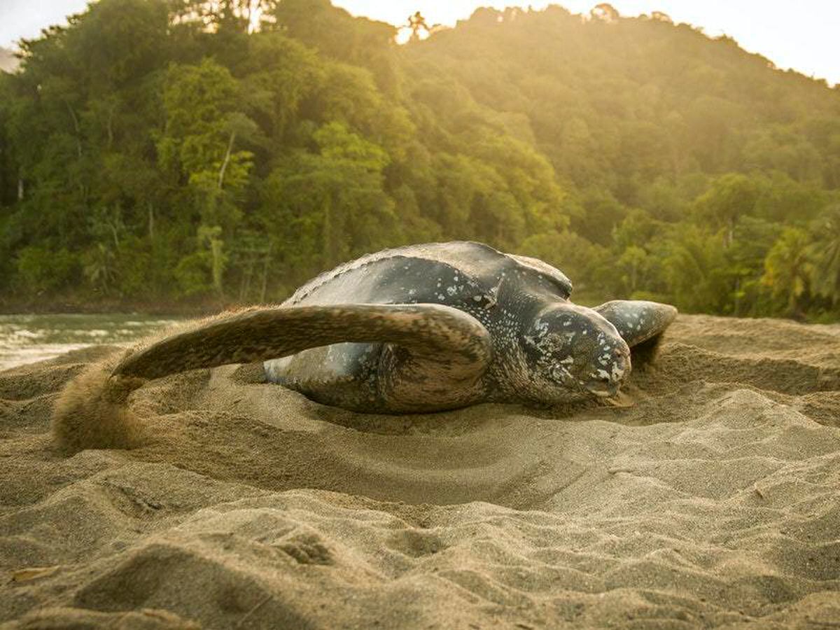 Sea turtles create ‘decoy’ nests to protect eggs, study suggests ...