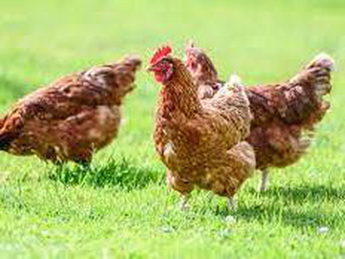 Restrictions Brought In As Another Case Of Bird Flu Discovered In Powys ...