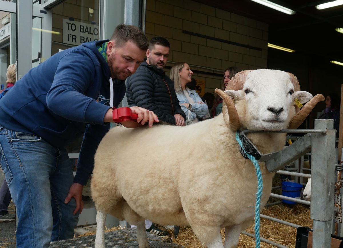 best-of-welsh-and-british-on-display-as-the-102nd-royal-welsh-show-gets