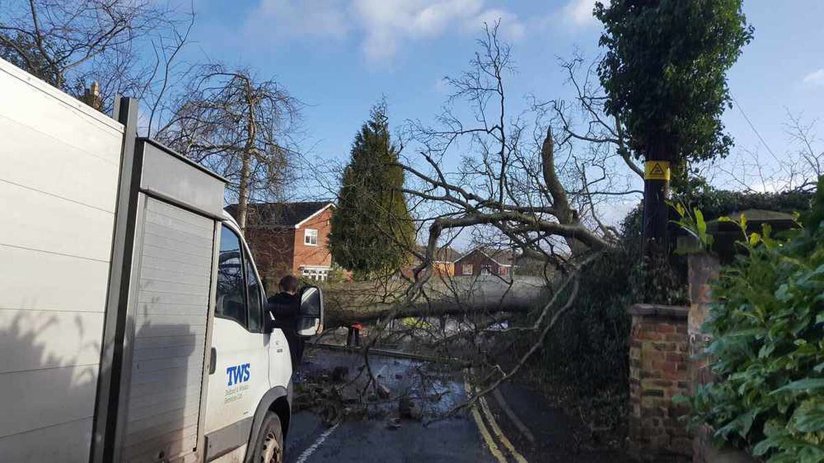 Power cut to 900 homes as falling tree brings down cables in Telford ...